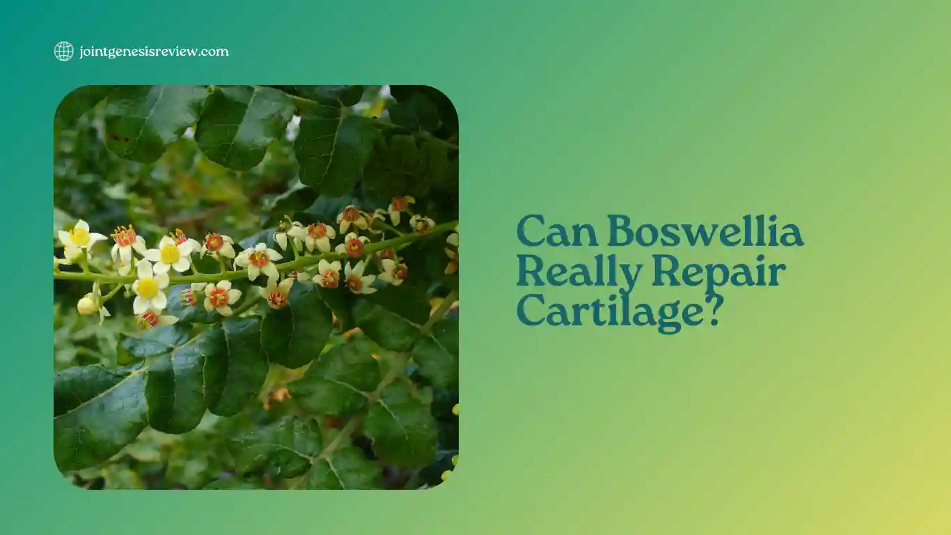 Can Boswellia repair cartilage