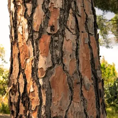 French Maritime Pine Bark